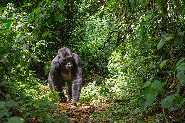 africa-uganda-bwindi-rainforest