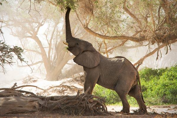 inner feature namibia information elephant - 5 Guided Safaris Every Canadian Wildlife Lover Should Experience Namibia