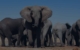 zimbabwe-hwange-animals