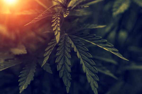 marijuana thumbnail - Marijuana Laws and Crossing the Border