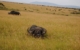 east-africa-buffalo