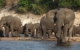botswana-Chobe River Front - Elephant