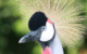 Crowned Crane Uganda