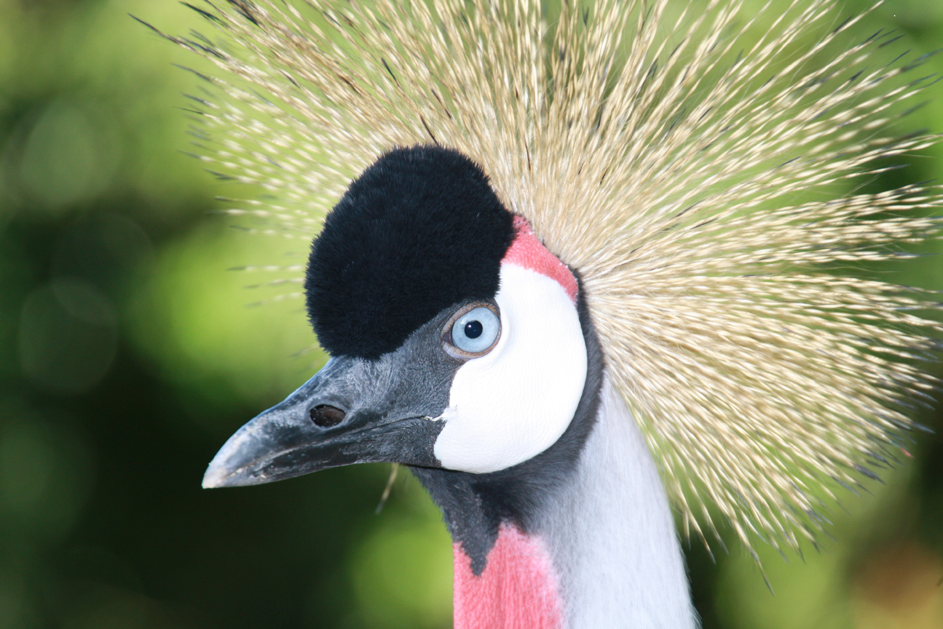 Crowned Crane Uganda