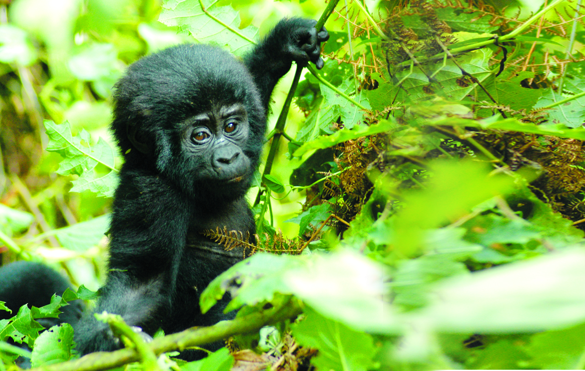 Gorilla Uganda