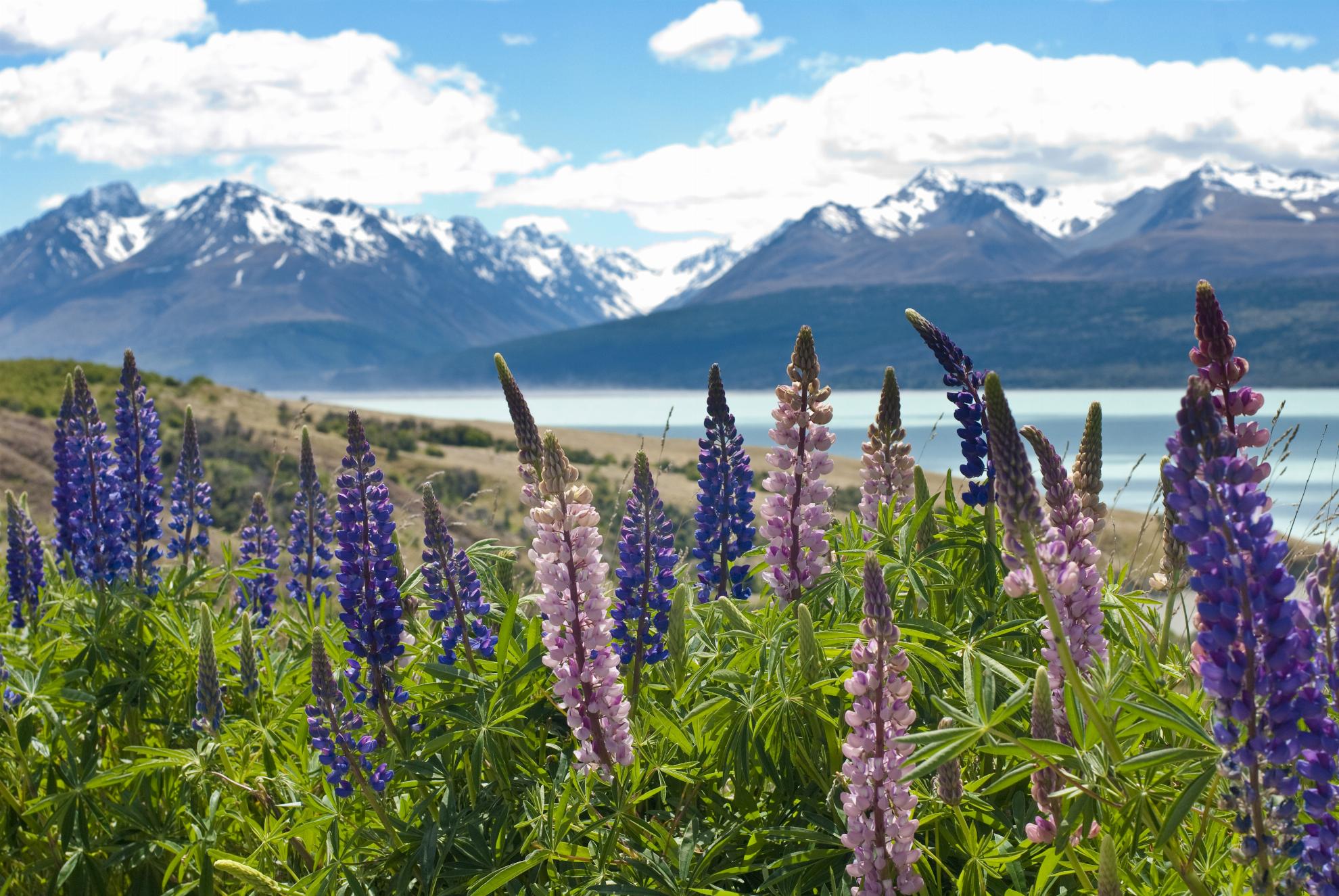 new-zealand-south-island-Mount-Cook-National-Park-Canterbury-lupins