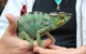 chameleon in Andasibe Madagascar