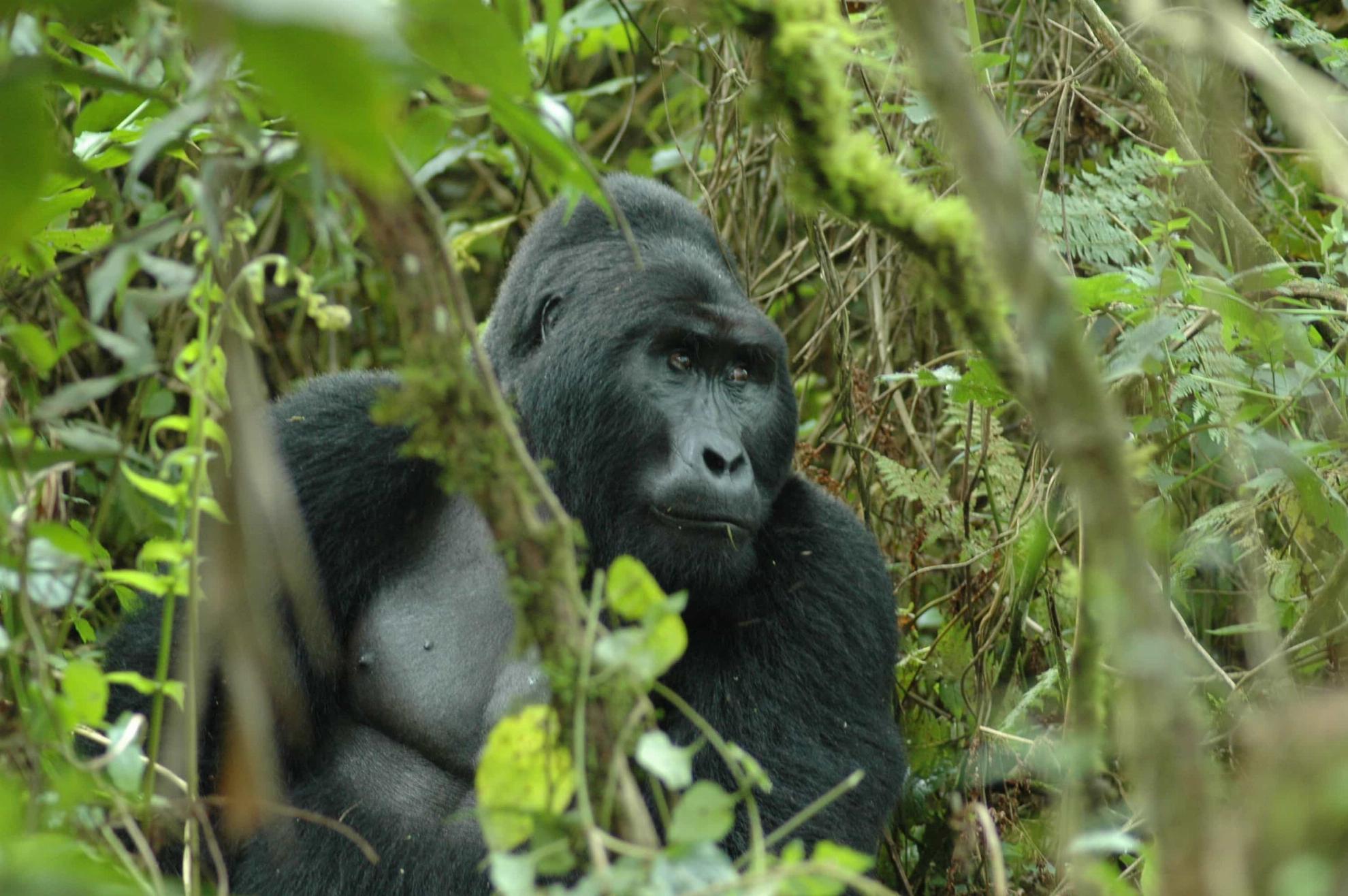 Silverback Gorilla Uganda