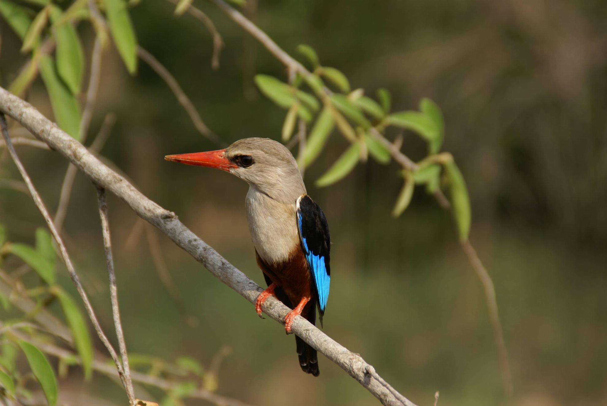 Uganda Kingfisher