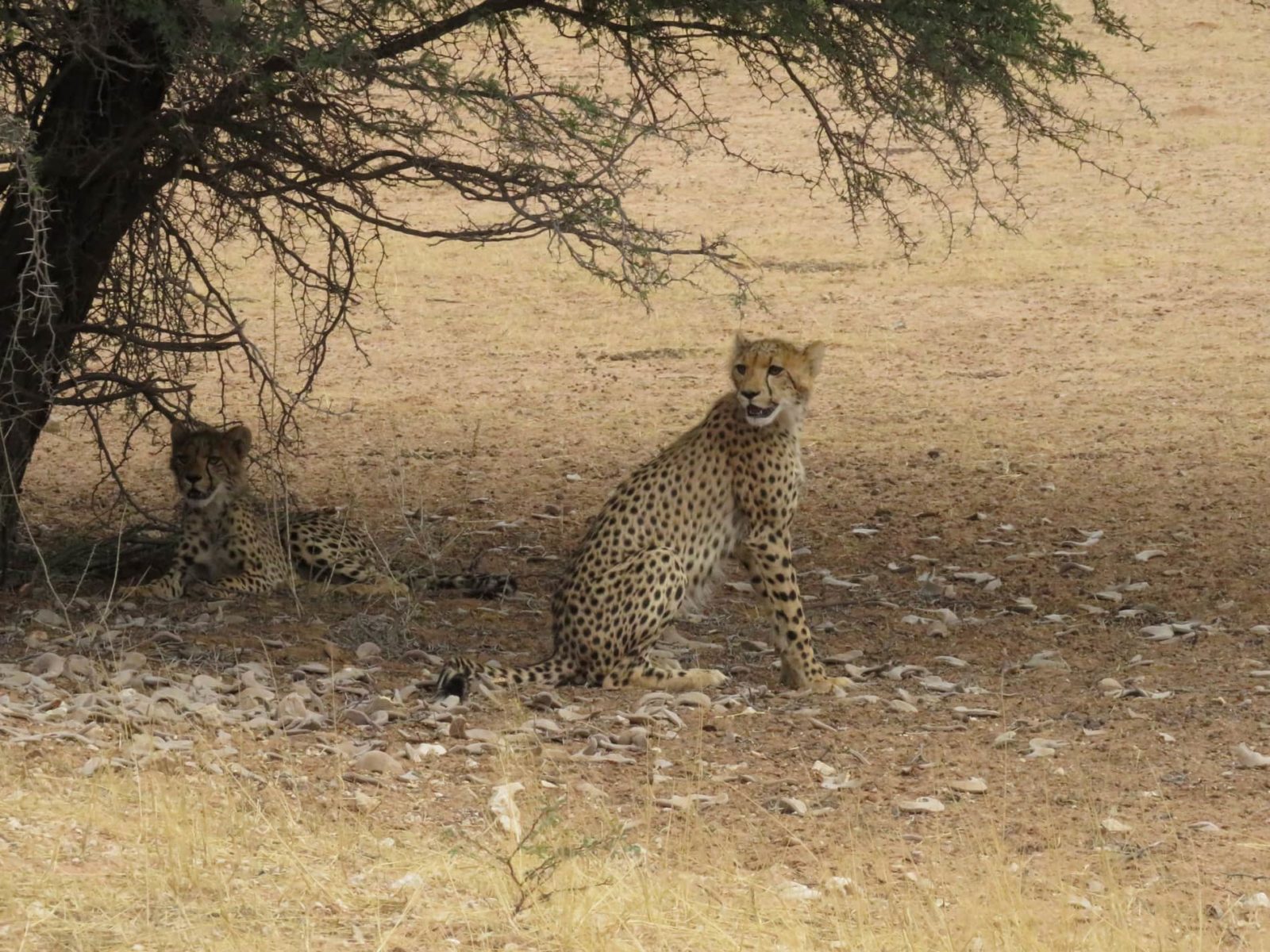 Wildlife Namibia