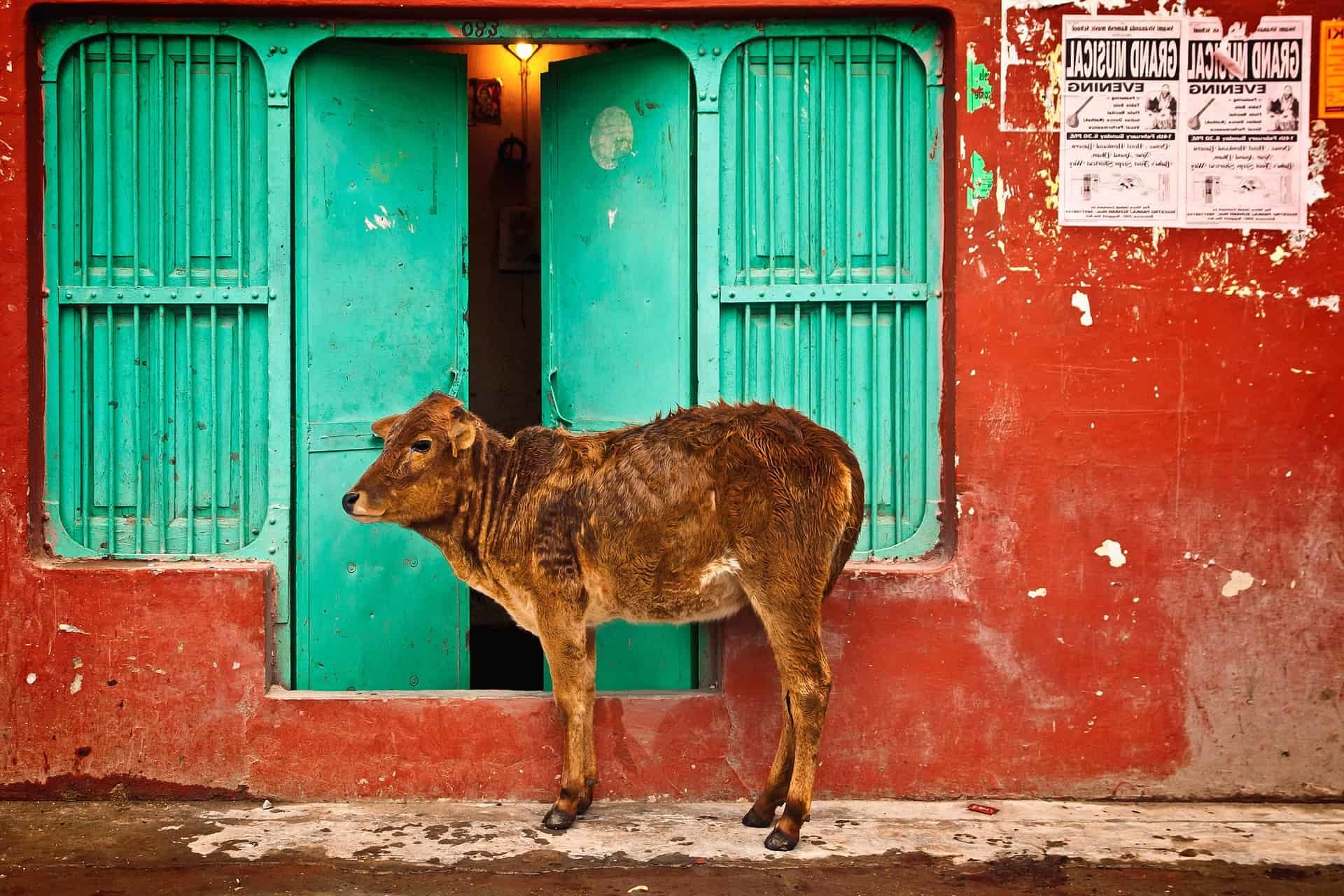Holy Cow, India 