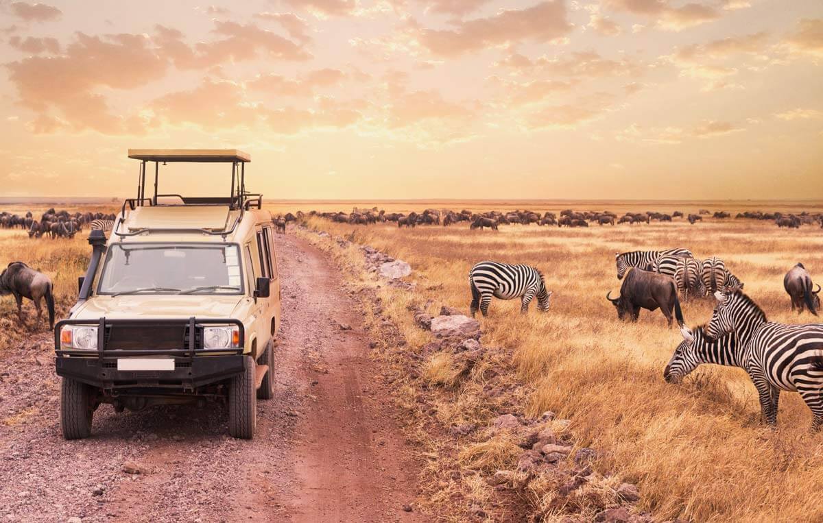 tanzania zebra safari testimonial - Romantic Vacations and Trips for Couples tanzania zebra safari testimonial - Romantic Vacations and Trips for Couples