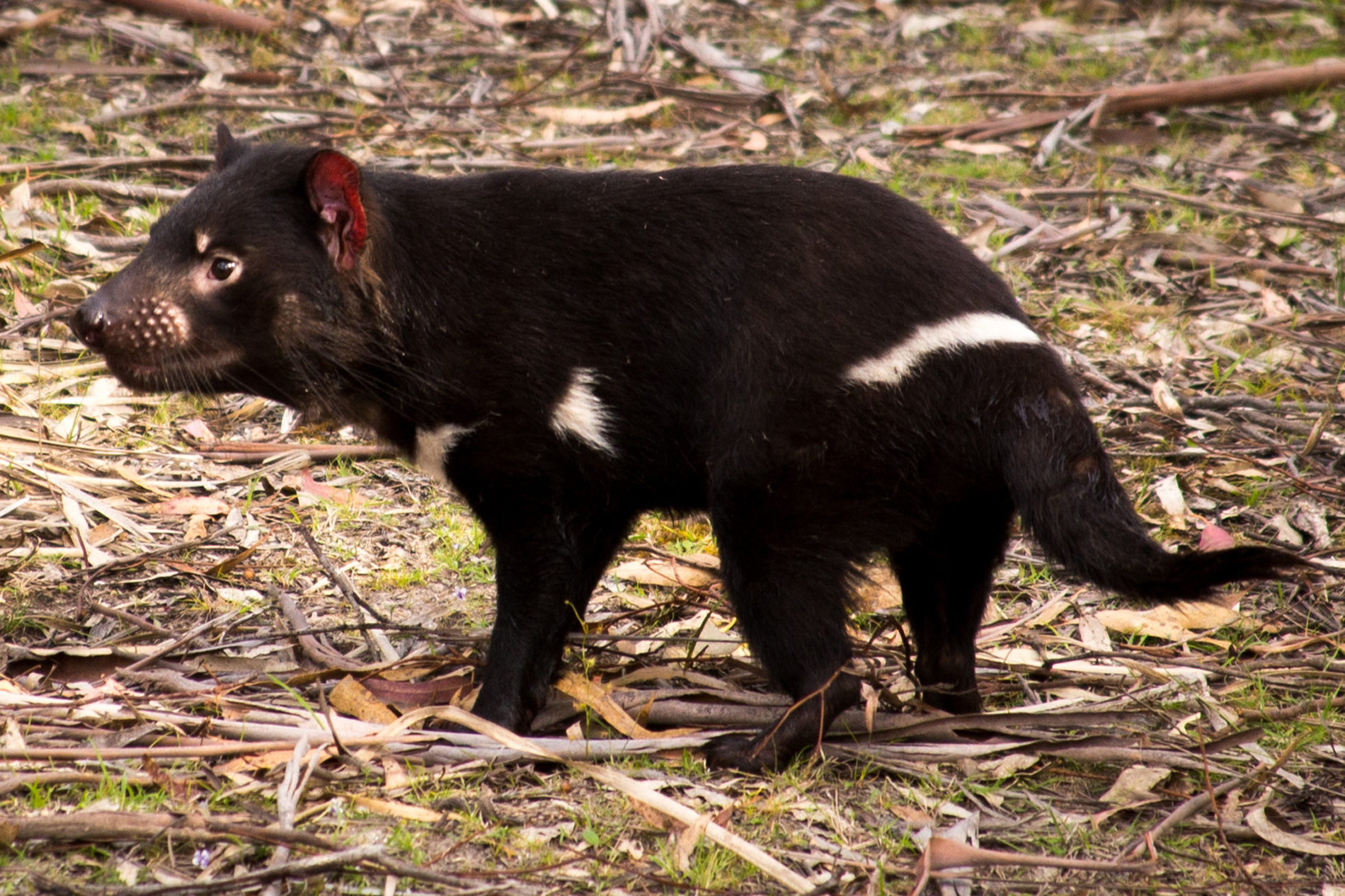 australia-tas-hobart-bonorong-wildlife-sanctuary-tasmanian-devil