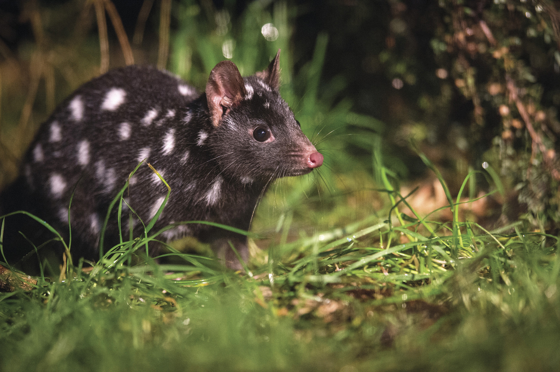 australia-tasmania-Spotted-tail Quoll, Tasmania