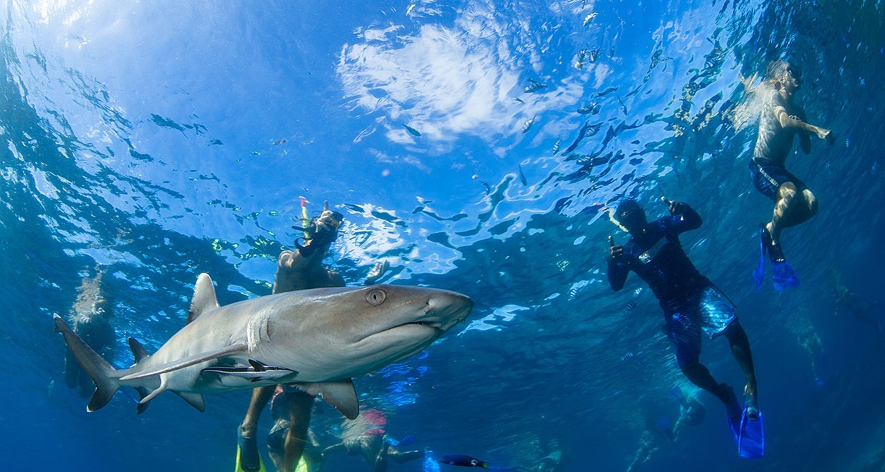 Shark Snorkel Awesome Fiji