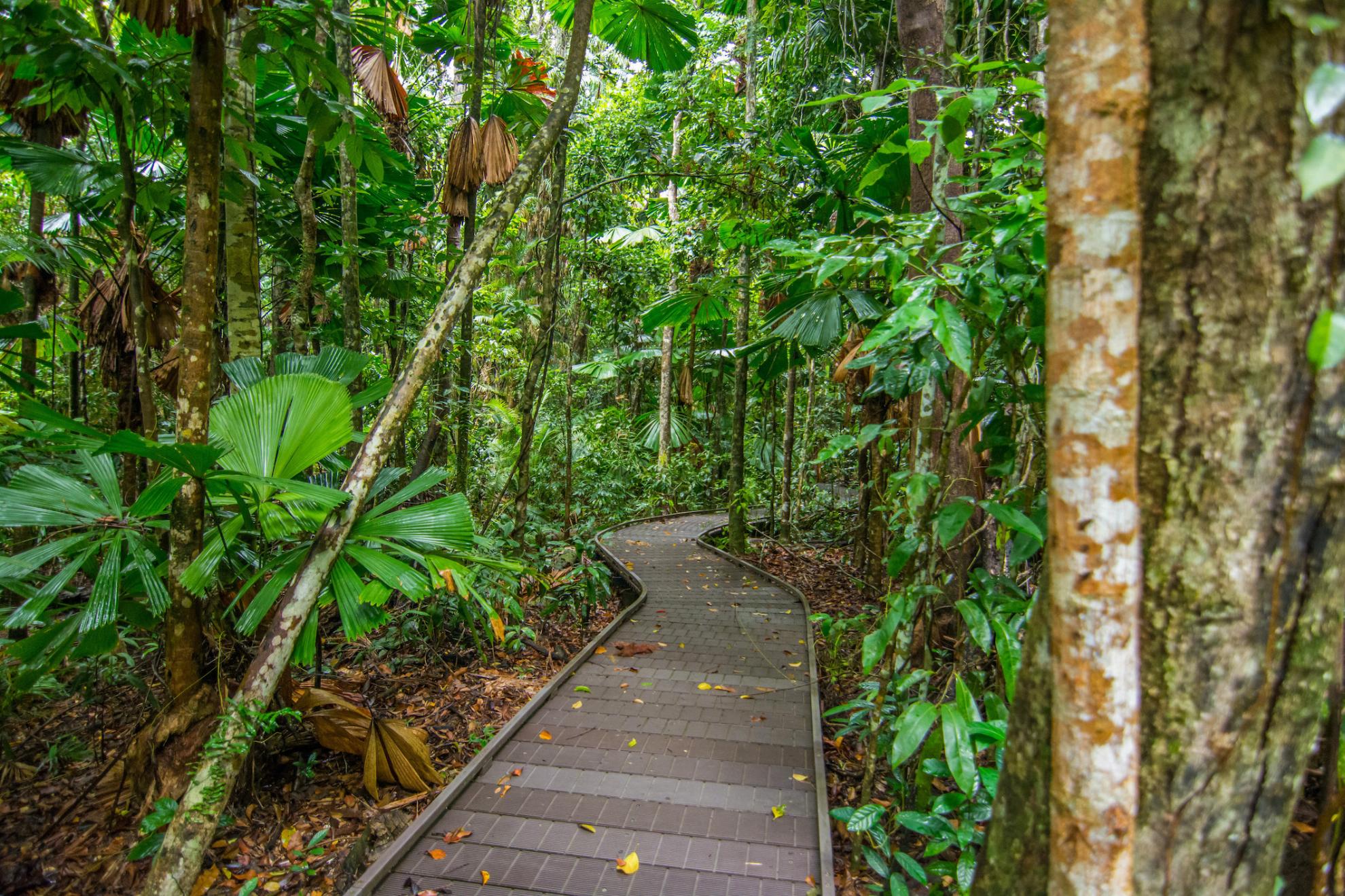 australia-queensland-daintree-boardwalk