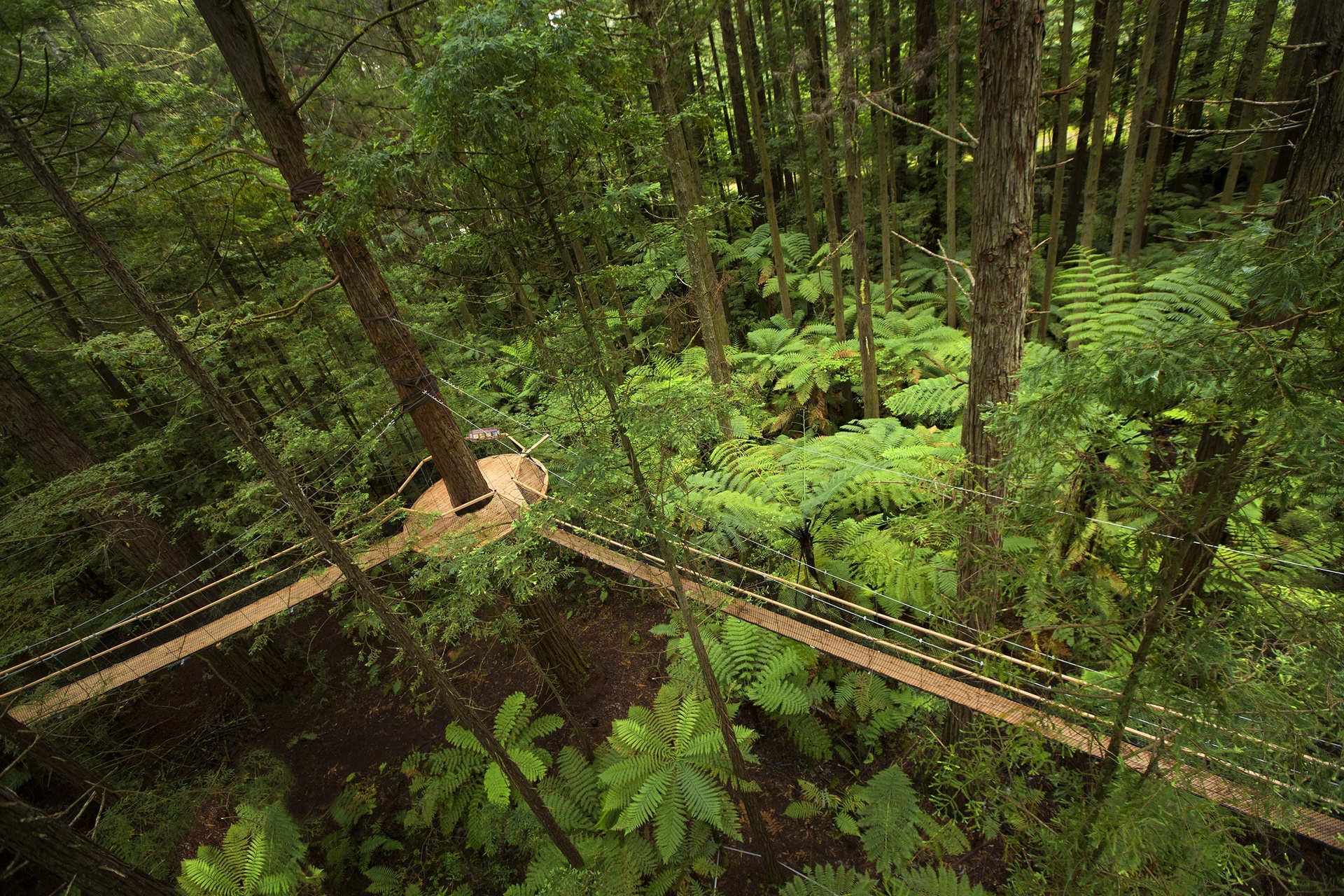 new-zealand-north-island-rotorua-redwoods-tree-walk