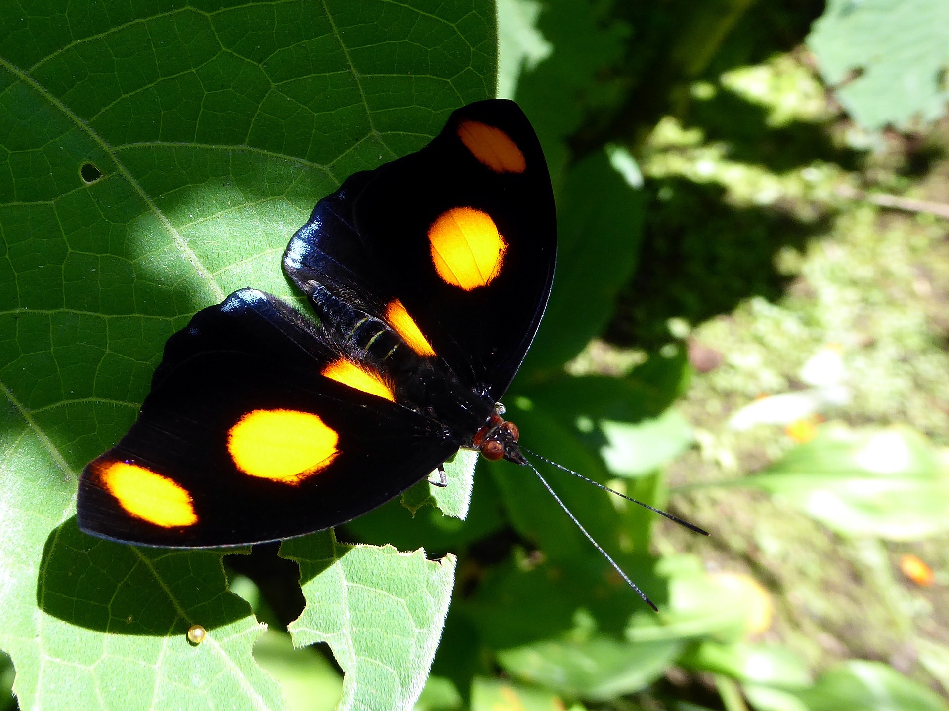 Orange Task Butterfly, Costa Rica