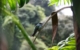 hummingbird panama