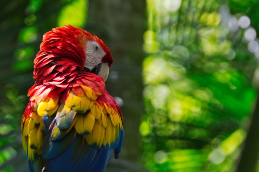costa-rica-parrot