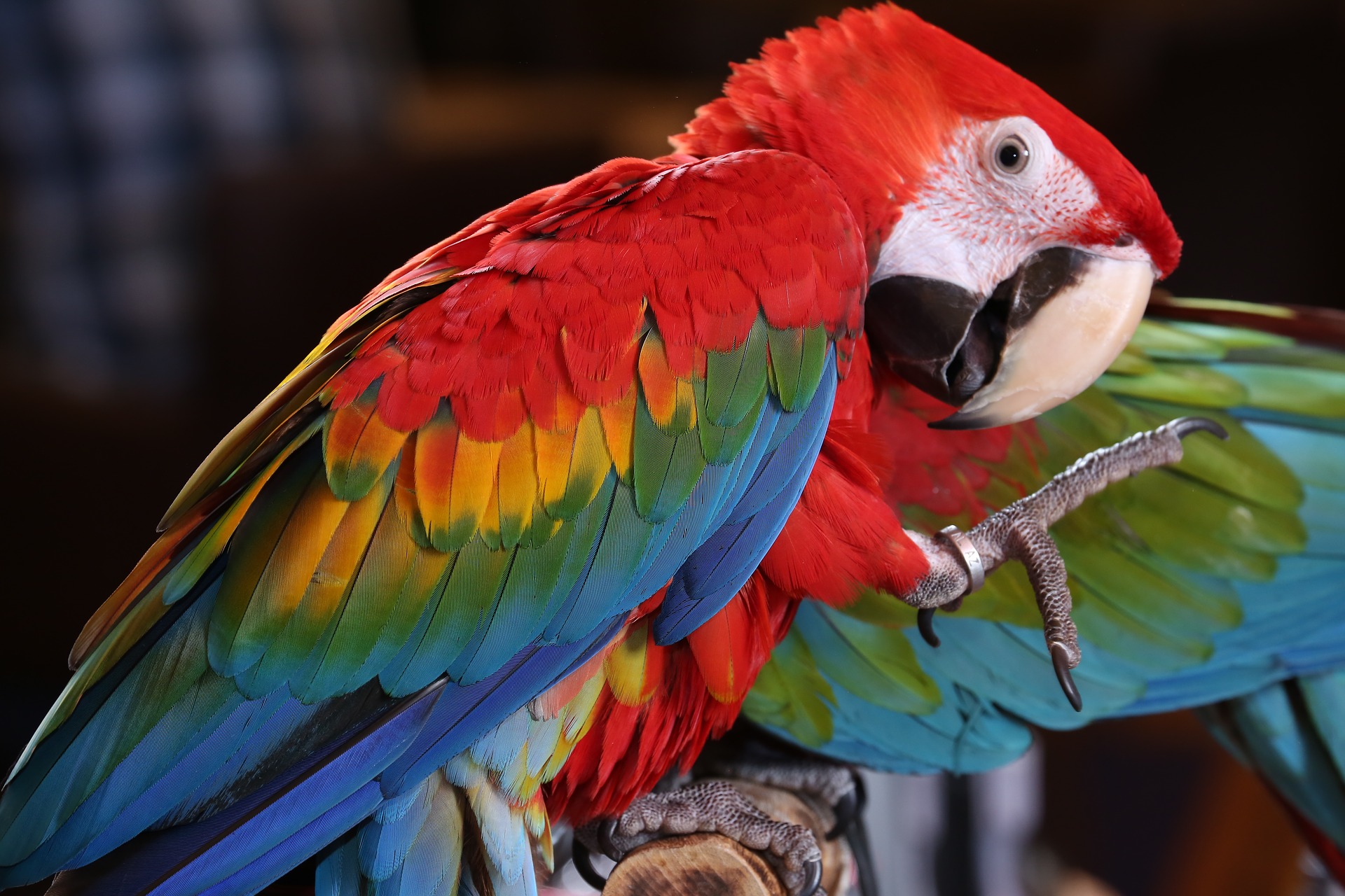 scarlet-macaw-tropical-bird-Costa Rica