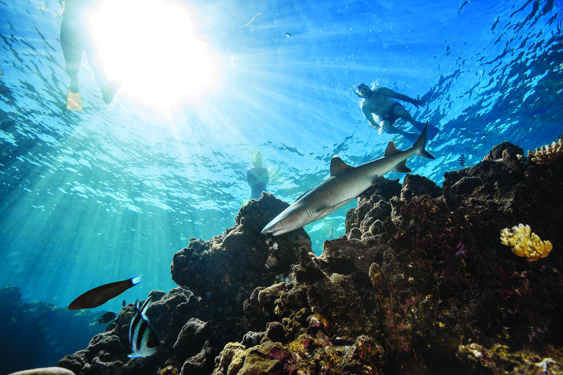 snorkel with sharks adventure fiji islands