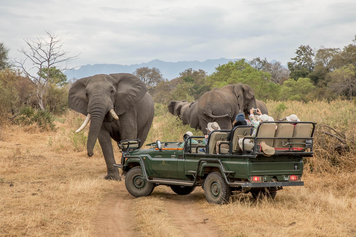 south-africa-kruger-game-drives-shiduli-private-game-lodge-karongwe-elephants