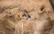 south-africa-kruger-shiduli-private-game-lodge-karongwe-lions