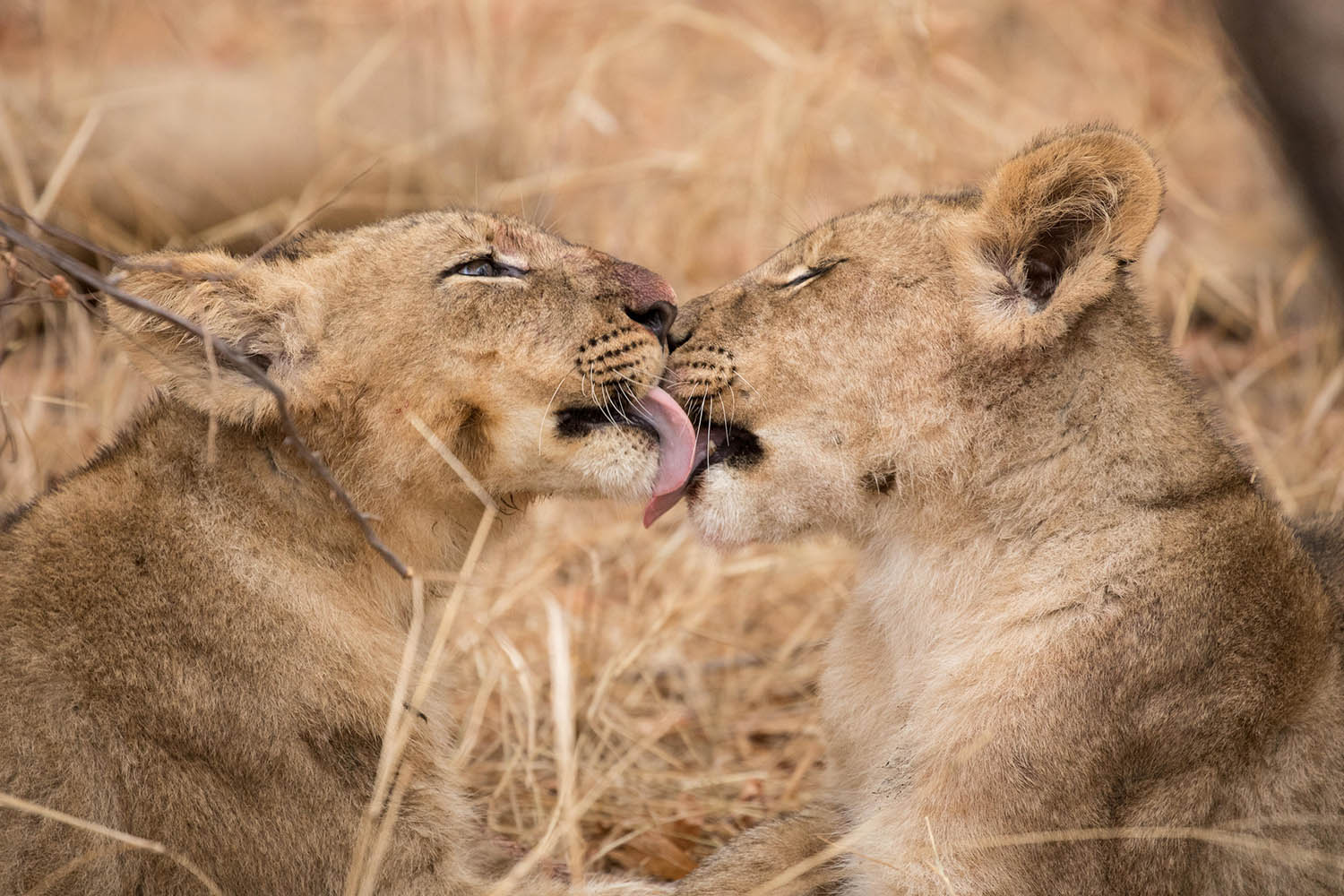 south-africa-kruger-shiduli-private-game-lodge-karongwe-lions
