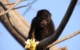 costa-rica-howler-monkey