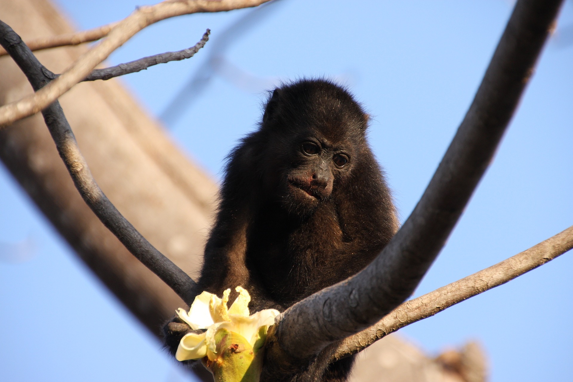 costa-rica-howler-monkey