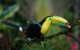 costa-rica-keel-billed-toucan