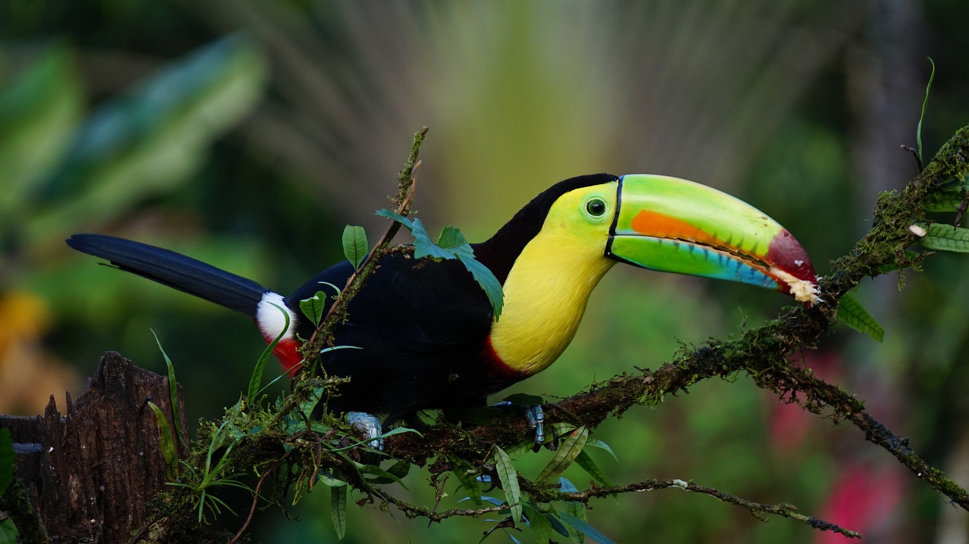 costa-rica-keel-billed-toucan