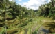 indonesia-bali-ubud-rice-field