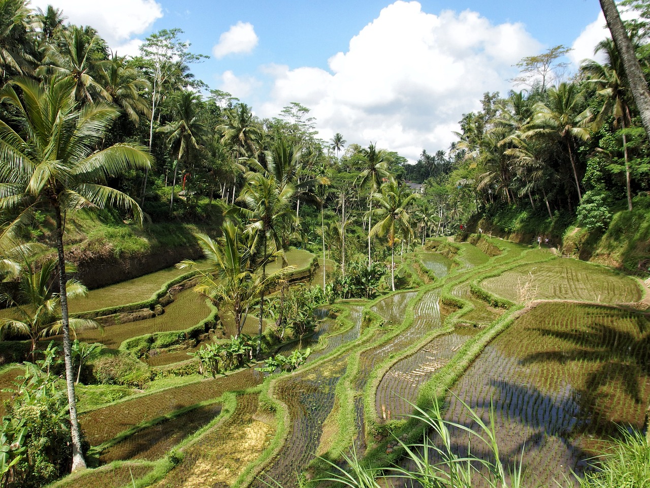 indonesia-bali-ubud-rice-field