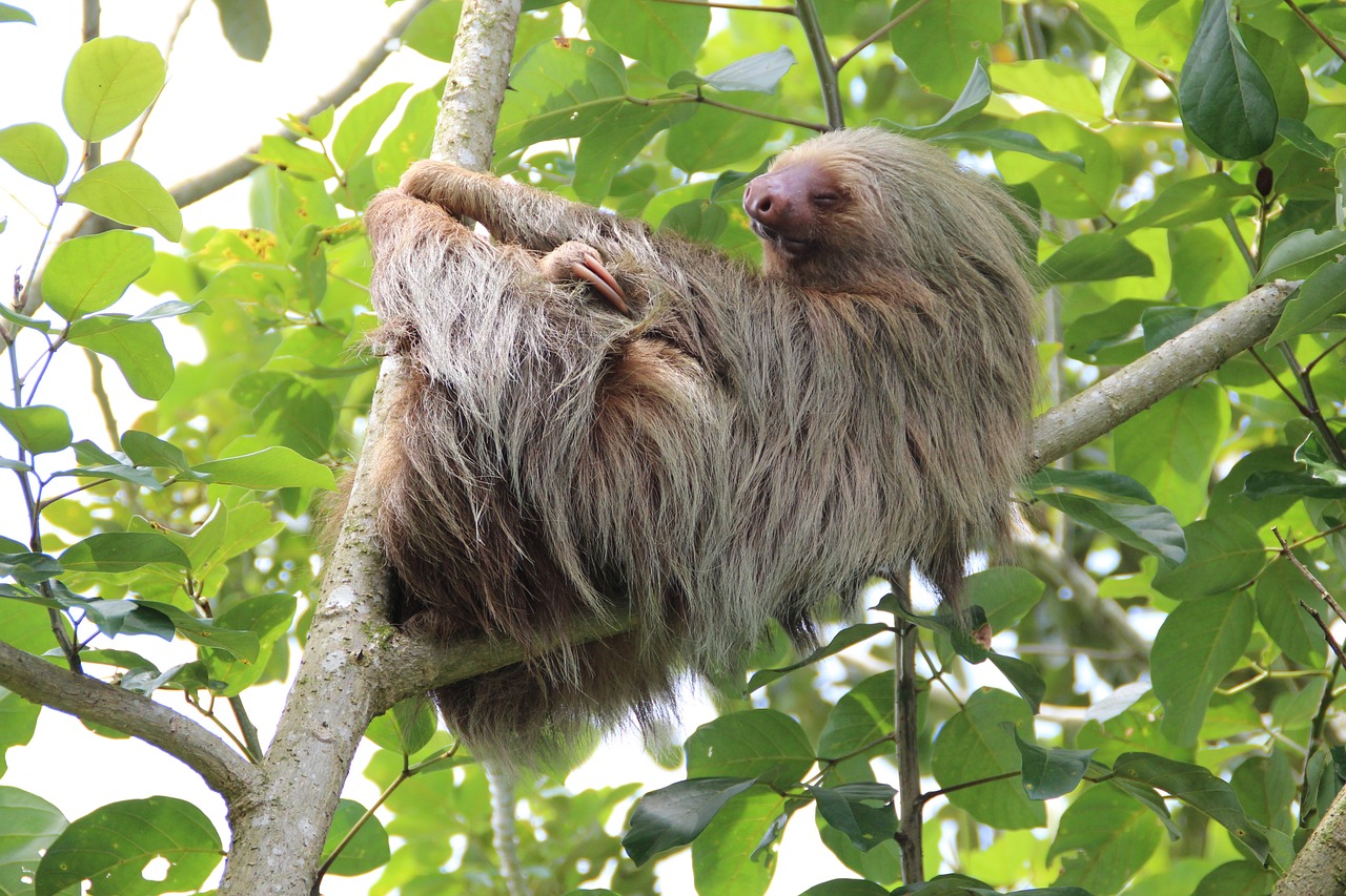 costa-rica-sloth-rainforest