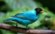 costa-rica-green-honeycreeper-bird