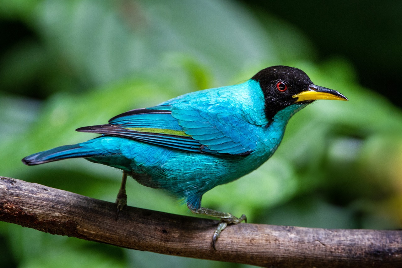 costa-rica-green-honeycreeper-bird
