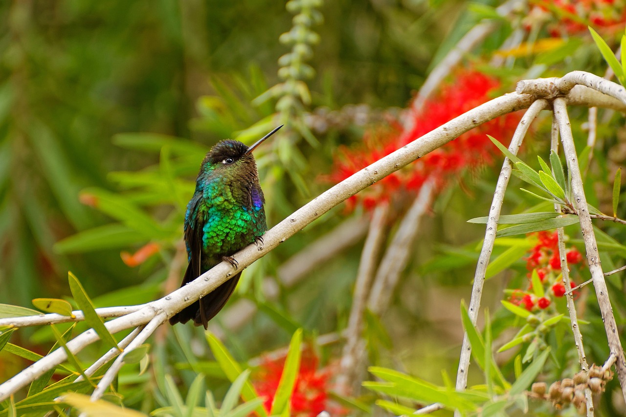 costa-rica-hummingbird