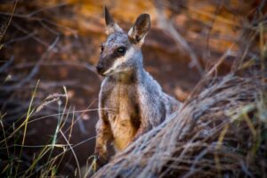 australia-northern-territory-west-macdonnell-ranges-simpsons-gap-wallaby-larapinta-traill