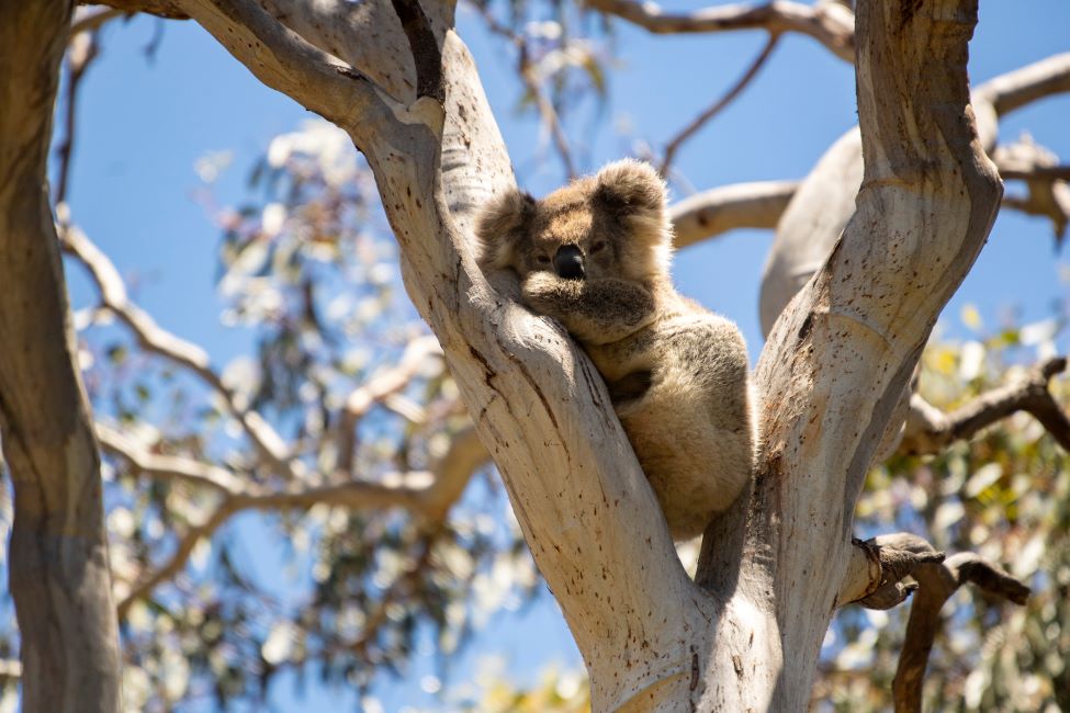 australia-south-kangaroo-island-koala