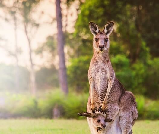Home Header Australia Kangaroo 3 - About Home Header Australia Kangaroo 3 - About