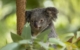 australia-qld-magnetic-island-townsville-bungalow-bay-koala-village 1051998-41 Mandatory Credit Tourism Australia