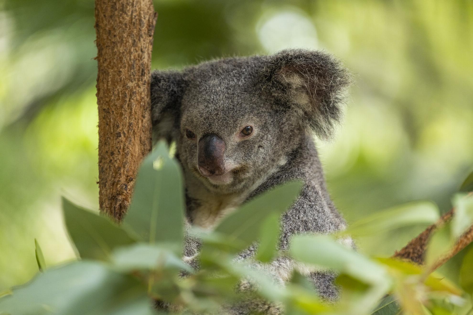australia-qld-magnetic-island-townsville-bungalow-bay-koala-village 1051998-41 Mandatory Credit Tourism Australia