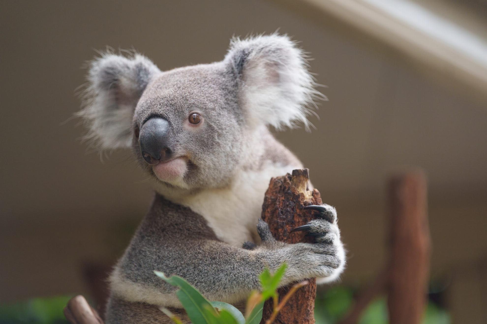 australia-queensland-long-pine-koala-sanctuary