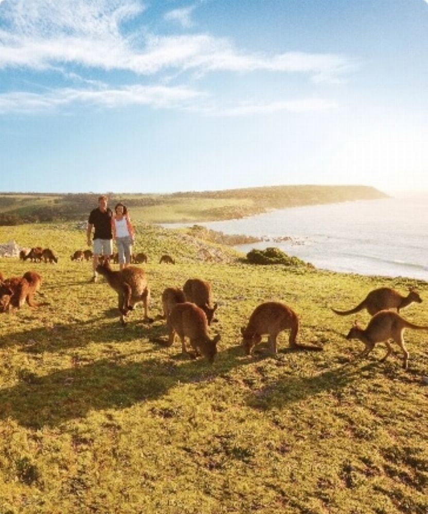 kangroos - About kangroos - About
