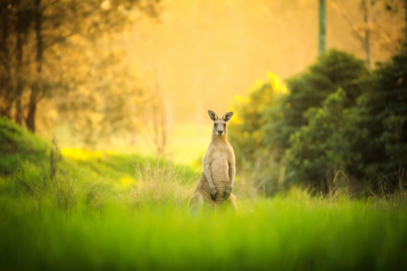 Bouncing Across the Outback Australias Kangaroo Day - Bouncing Across the Outback: Australia's Kangaroo Day