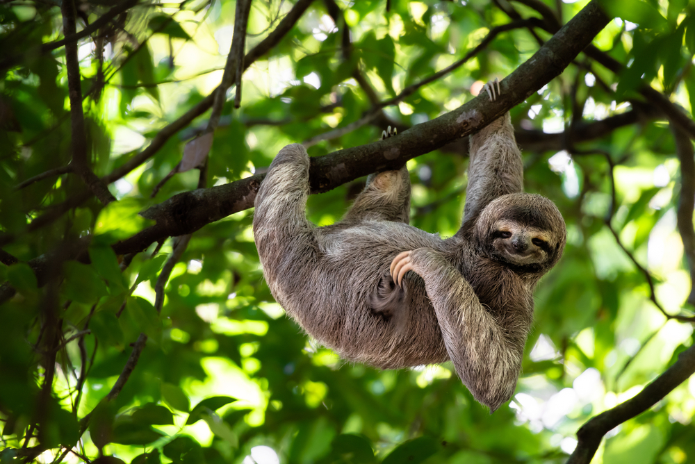 Costa Rica - Tropical Honeymoon