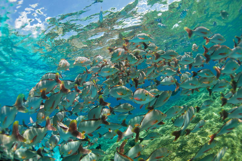 tahiti-rangiroa-tuamotu-le-maitai-marine-life