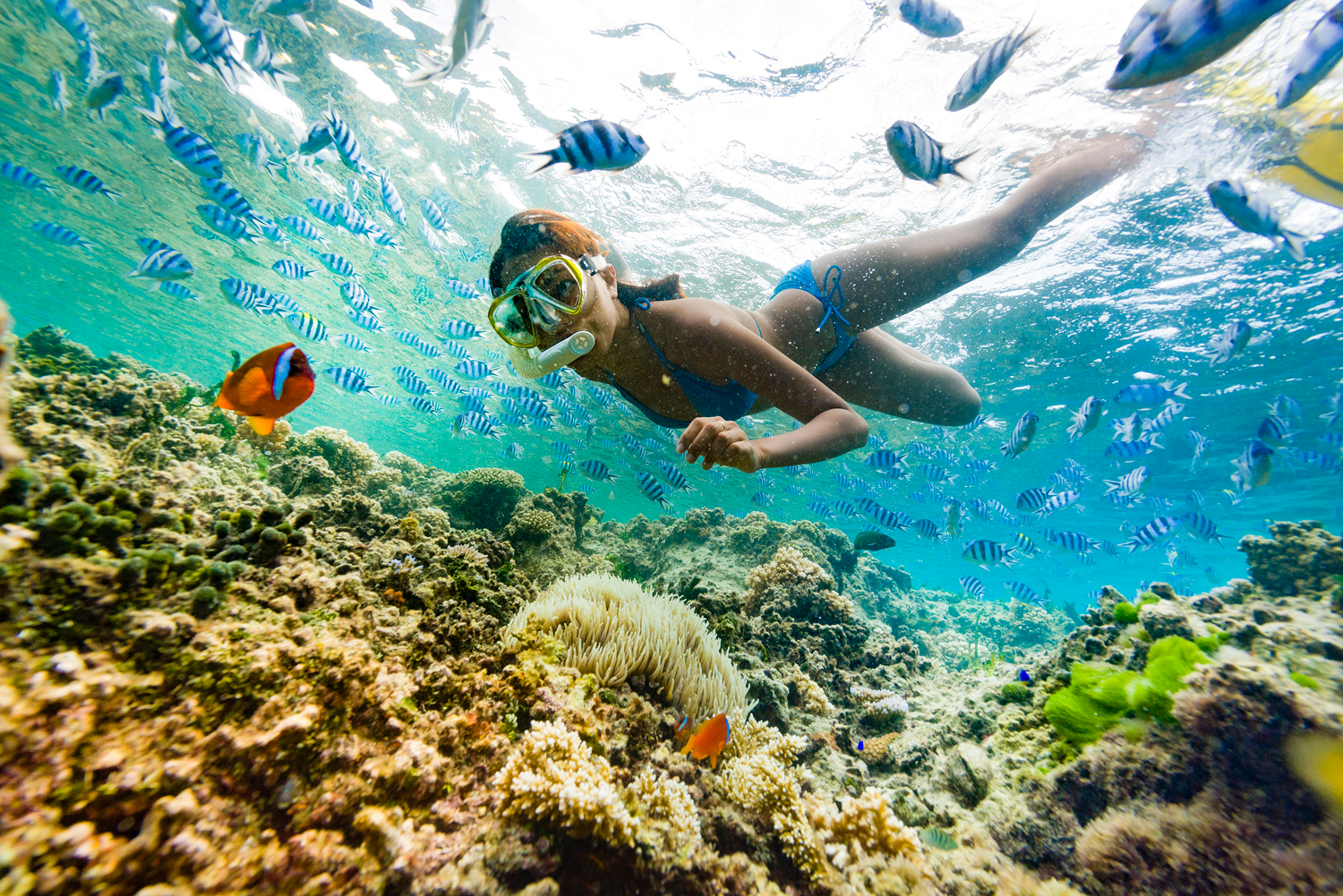 fiji-cruise-BLC-blue-lagoon-Snorkelling2